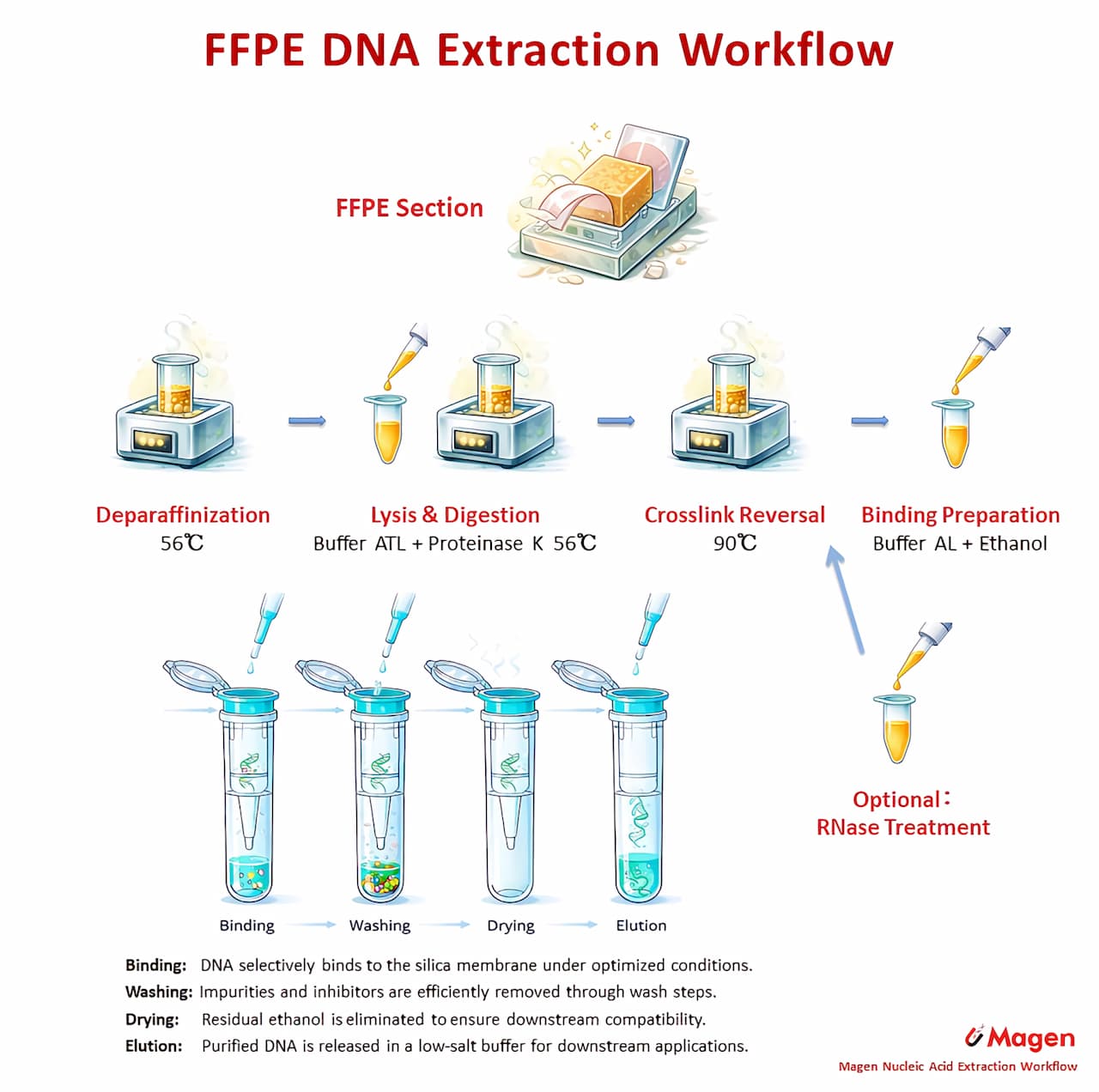 FFPE DNA extraction workflow FFPE DNA extraction workflow